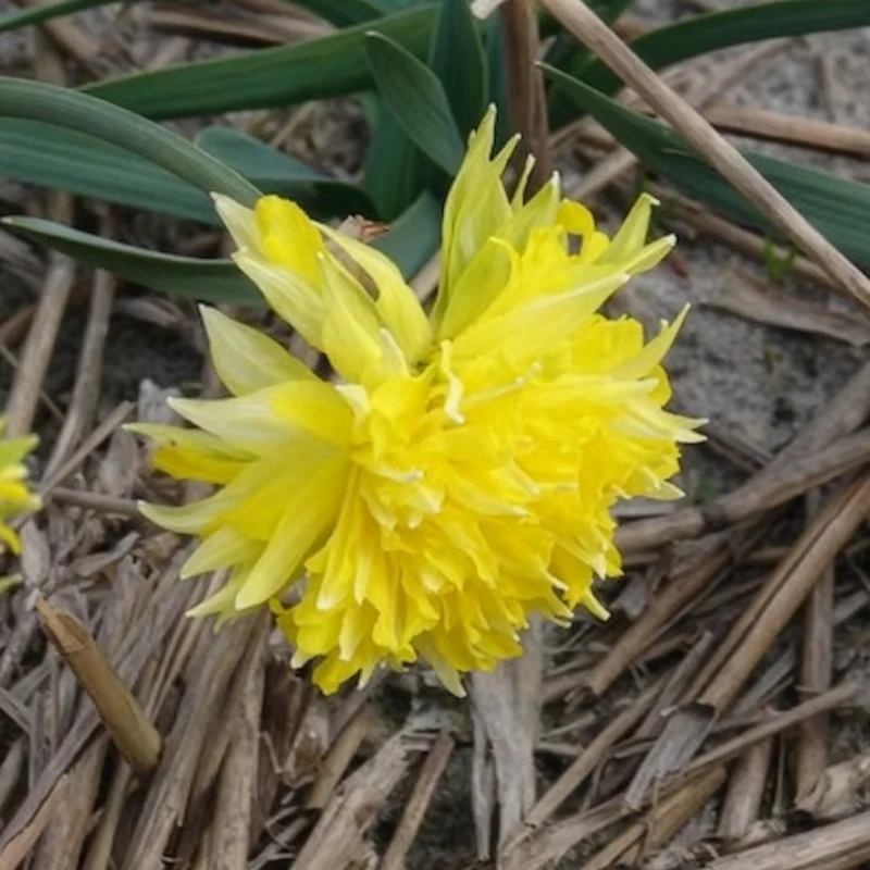 5 Mini-narcisses Rip van Winkle