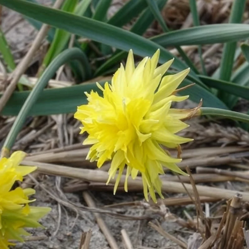 5 Mini-narcisses Rip van Winkle