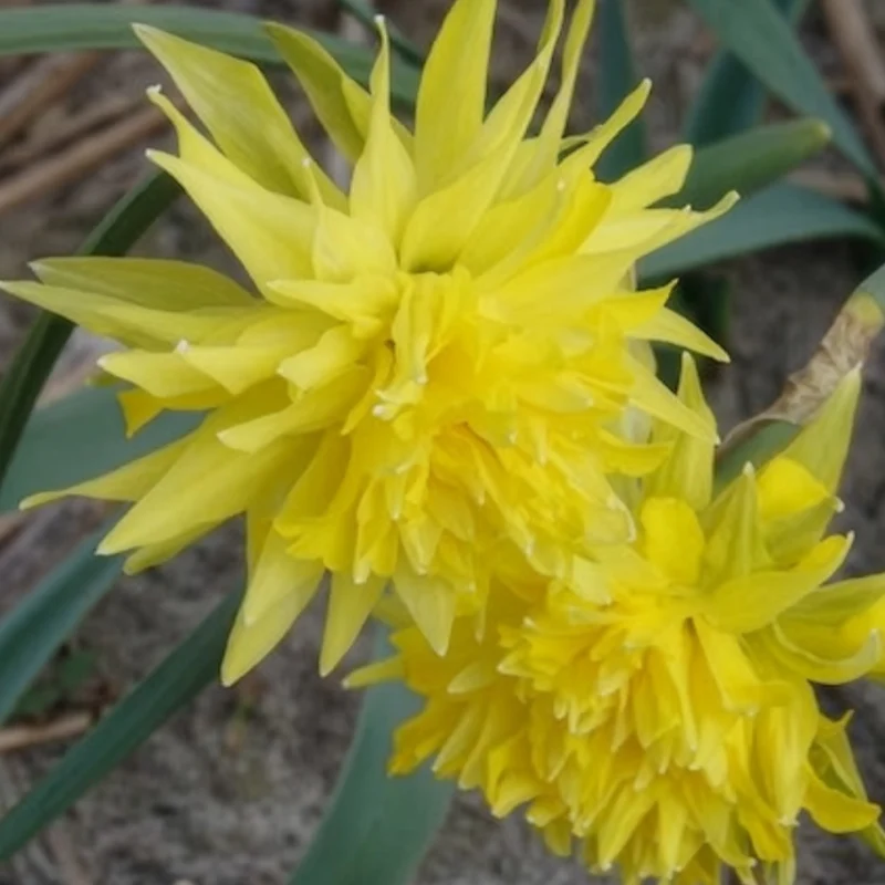 5 Mini-narcisses Rip van Winkle