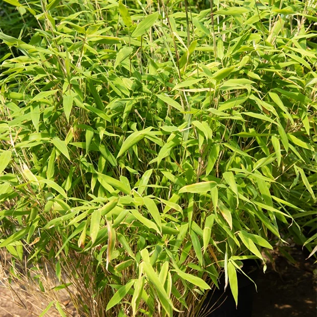 Bambou Fargesia rufa non-traçant
