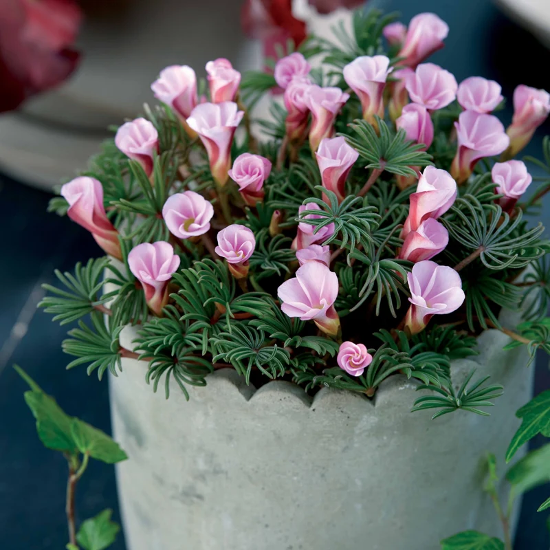 5 Oxalis Automne rose
