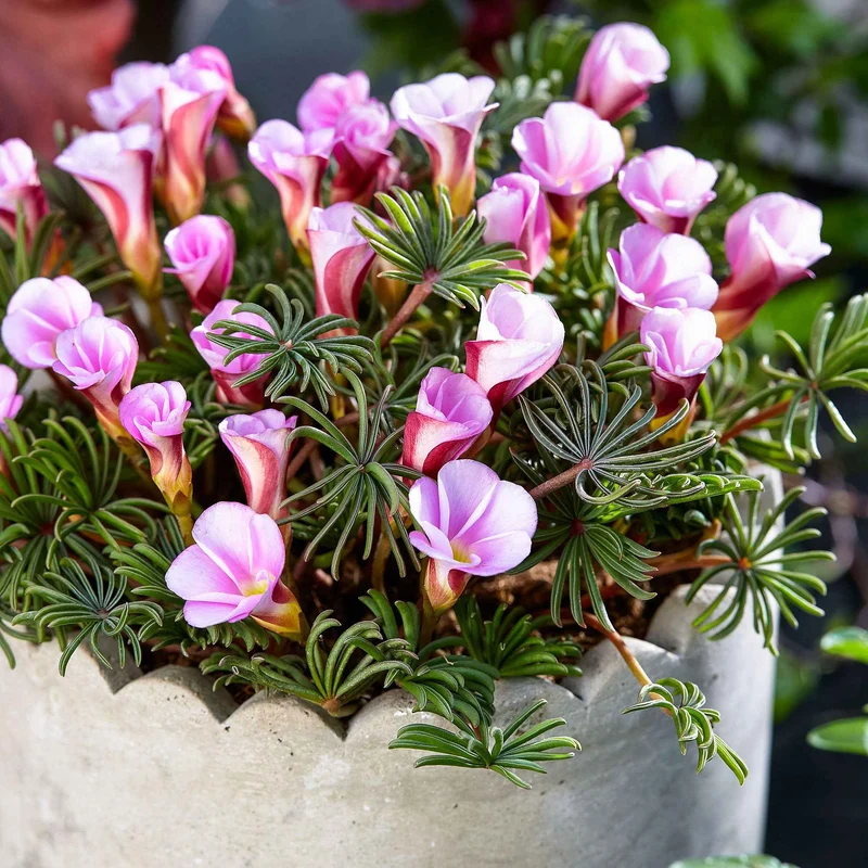 5 Oxalis Automne rose