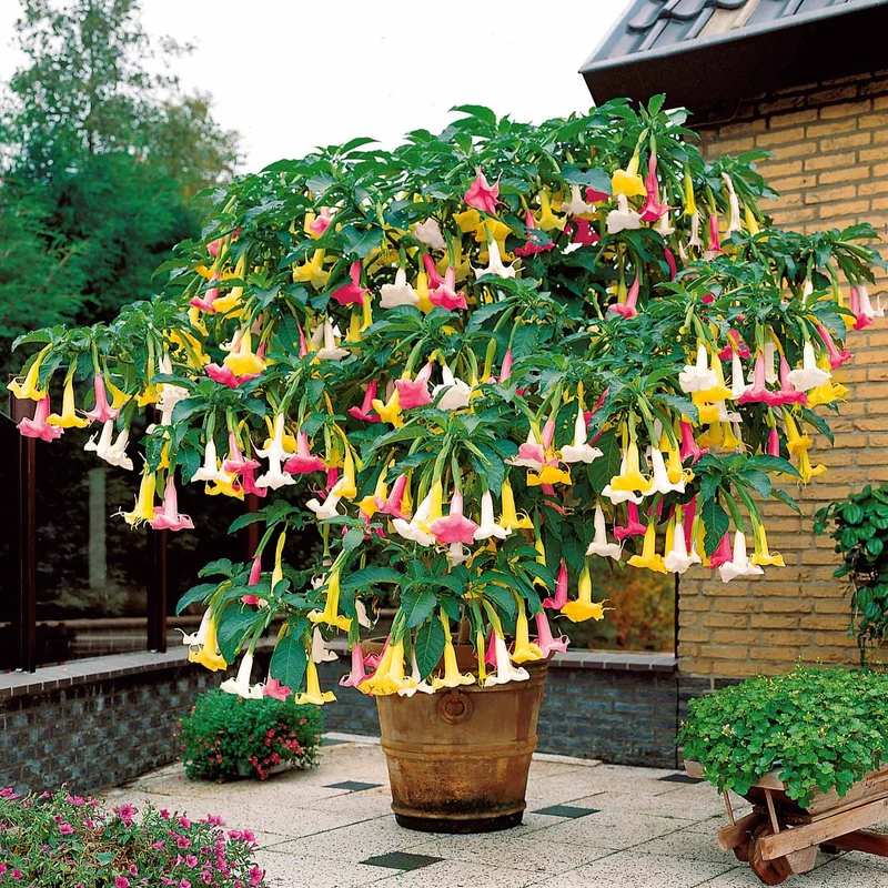 Brugmansia tricolore rose, blanc, jaune
