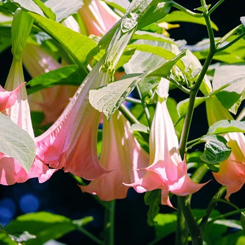 Brugmansia tricolore rose, blanc, jaune