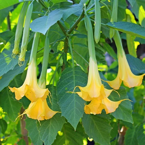 Brugmansia tricolore rose, blanc, jaune