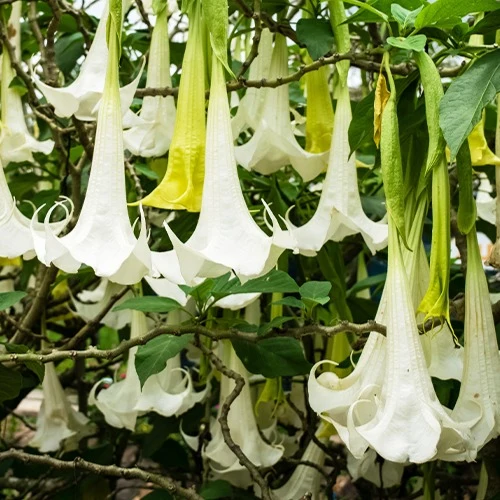 Brugmansia tricolore rose, blanc, jaune