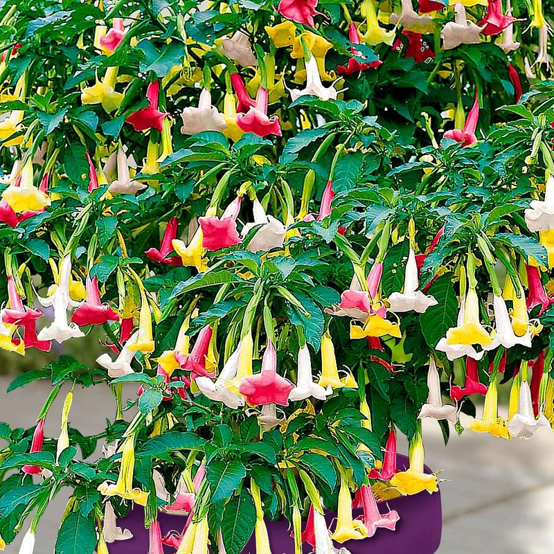 Brugmansia tricolore rose, blanc, jaune