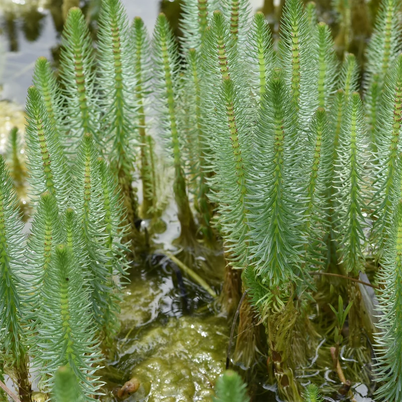 Pesse d'eau - Hippuris vulgaris