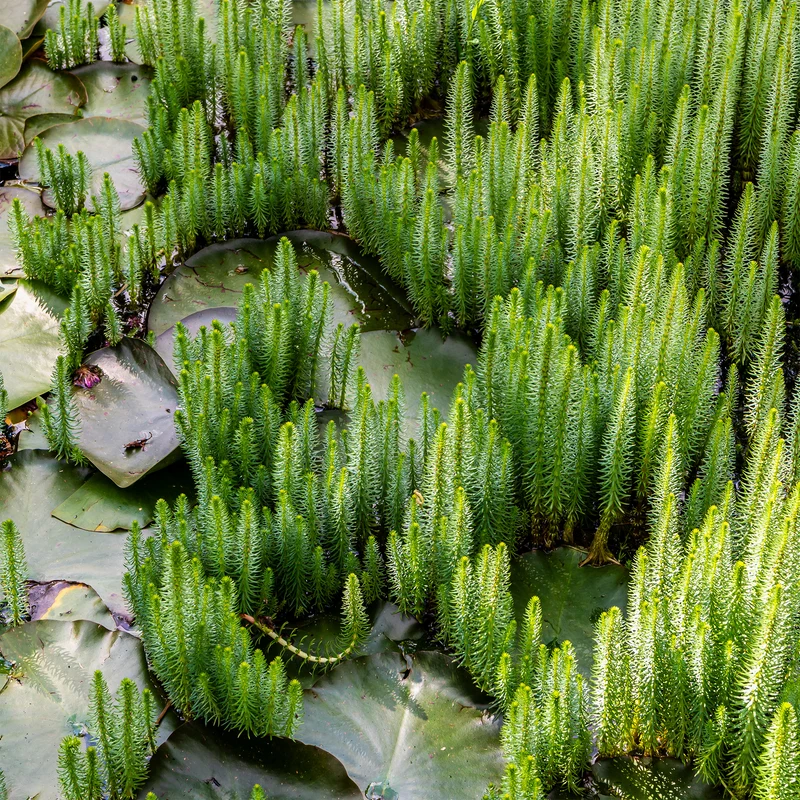 Pesse d'eau - Hippuris vulgaris