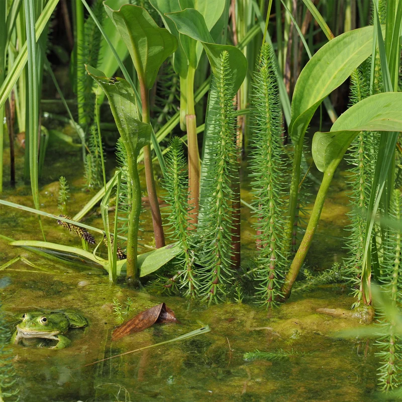 Pesse d'eau - Hippuris vulgaris