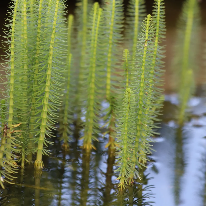 Pesse d'eau - Hippuris vulgaris