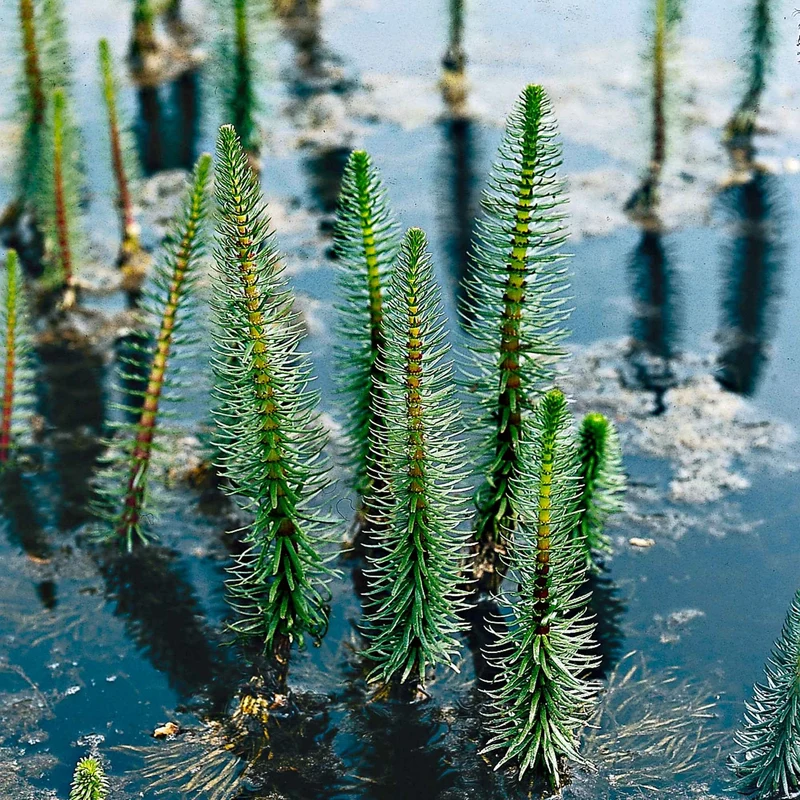 Pesse d'eau - Hippuris vulgaris