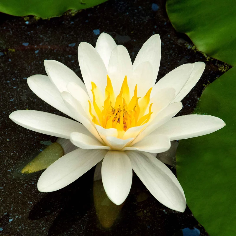 Nénuphar Marliacea Albida