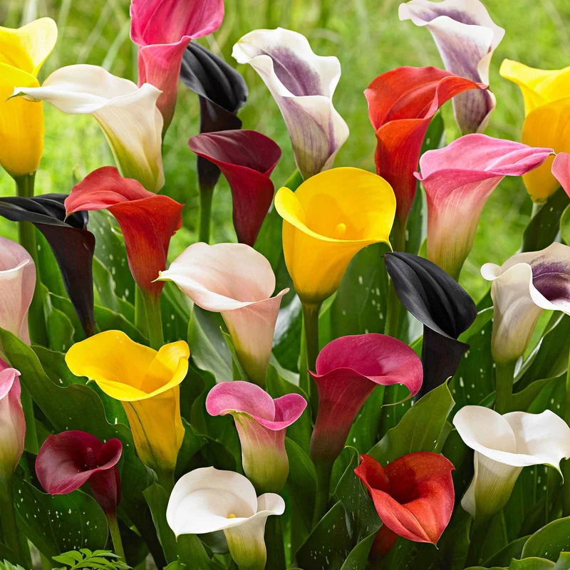 3 Arums en mélange : jaune, rouge, rose