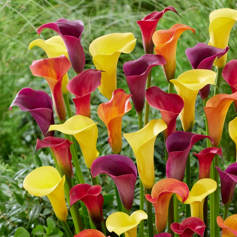 3 Arums en mélange : jaune, rouge, rose