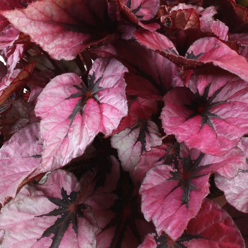 Bégonia Beleaf Indian Summer