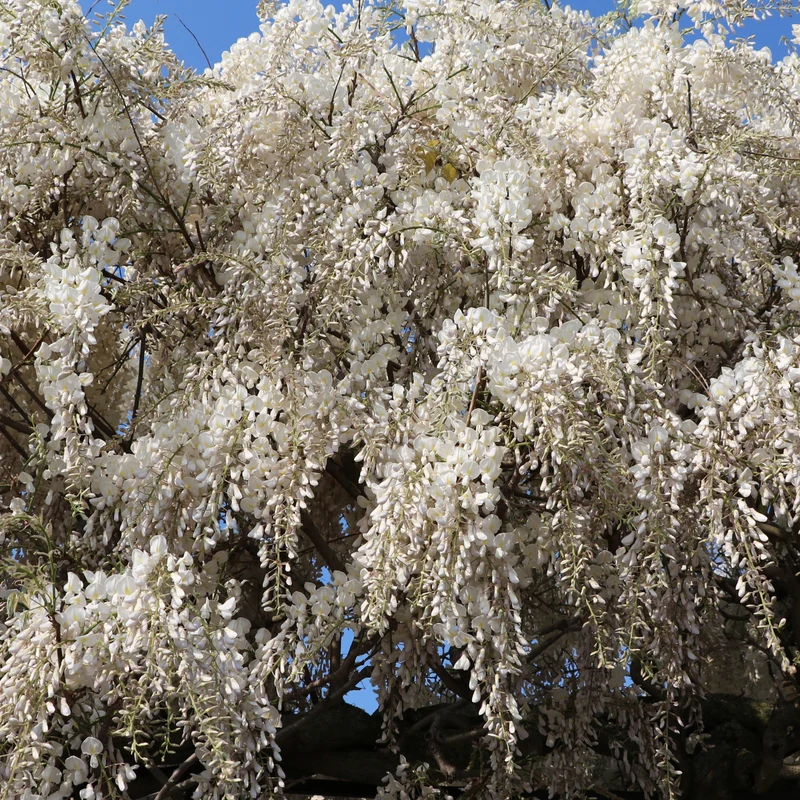 Glycine blanche