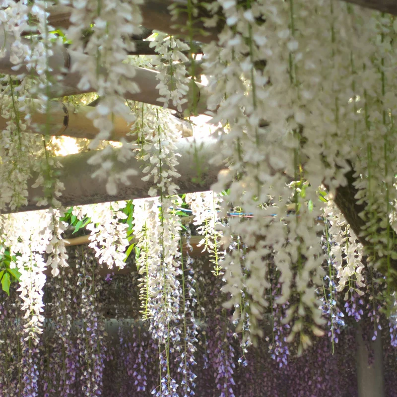 Glycine blanche
