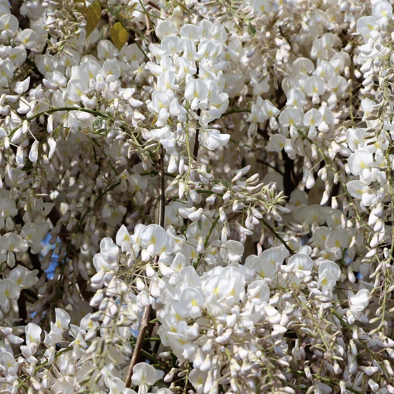 Glycine blanche