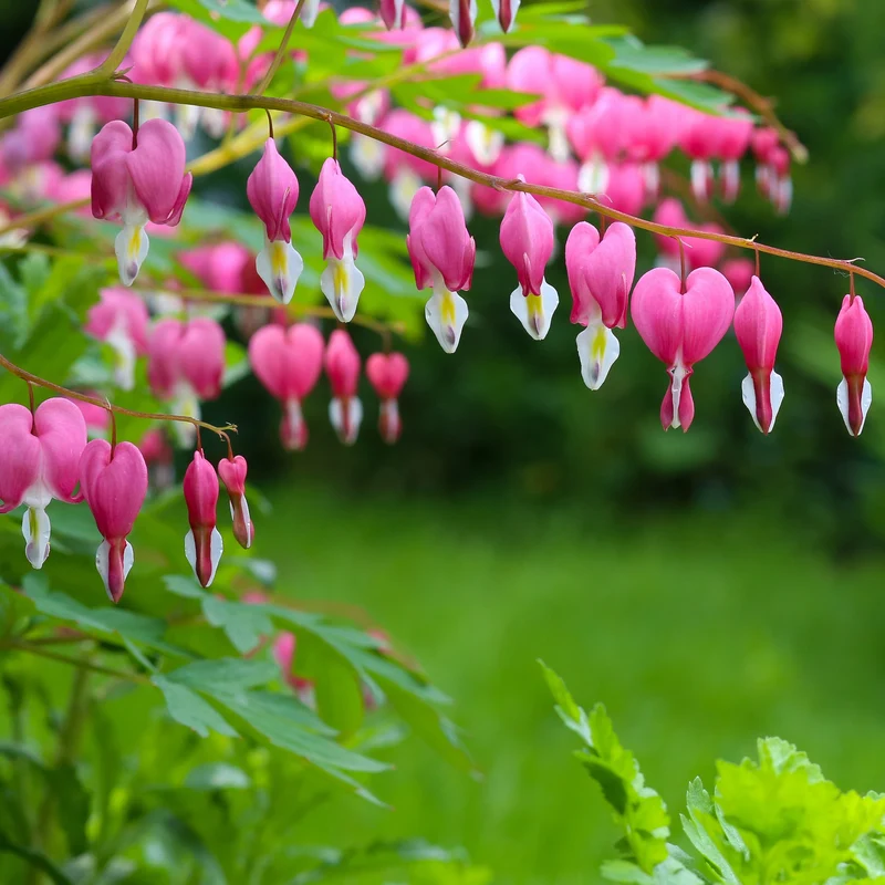 Coeur de Marie
