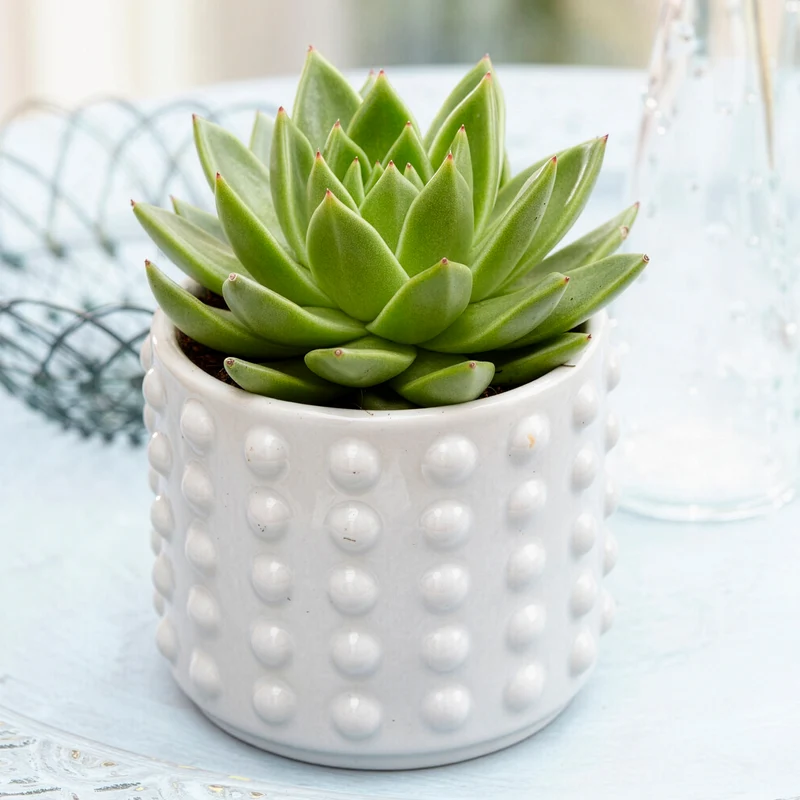 Echeveria agavoides