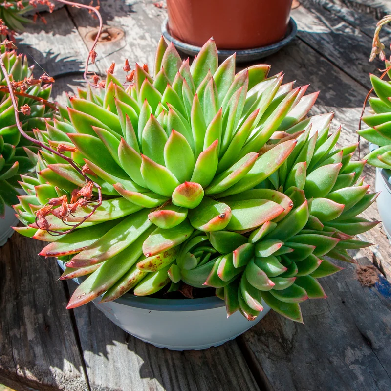 Echeveria agavoides