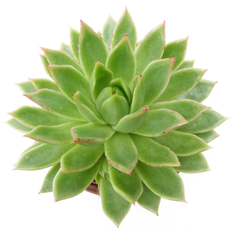 Echeveria agavoides