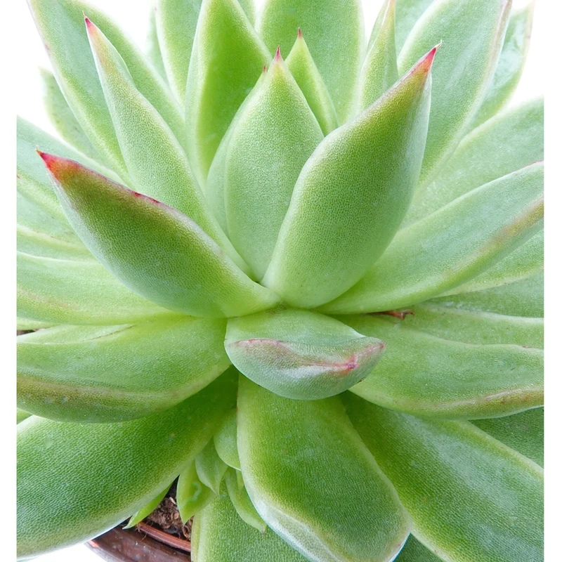 Echeveria agavoides