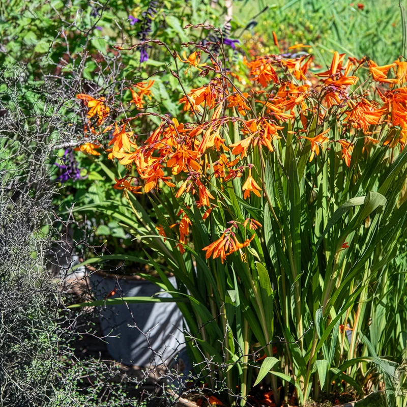 Crocosmias Emily Mckenzie