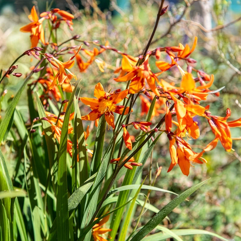 Crocosmias Emily Mckenzie