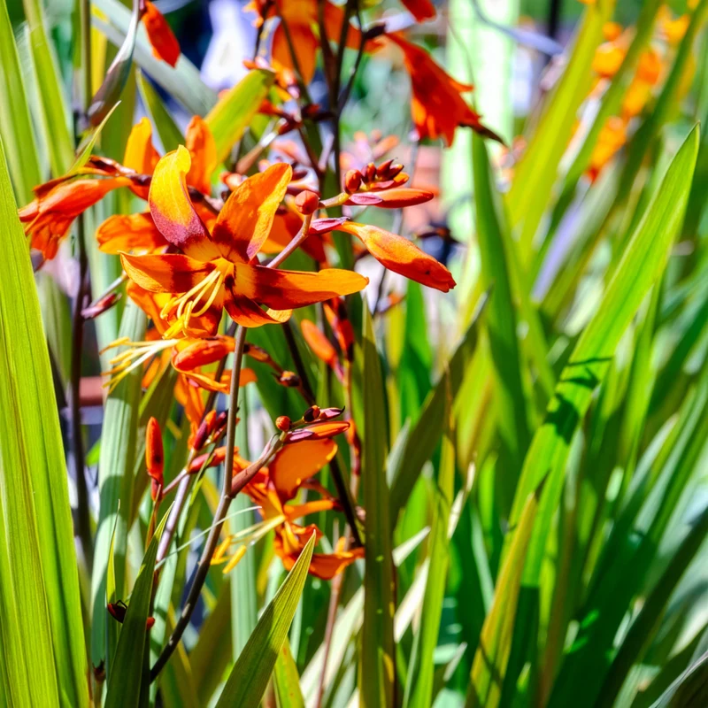 Crocosmias Emily Mckenzie