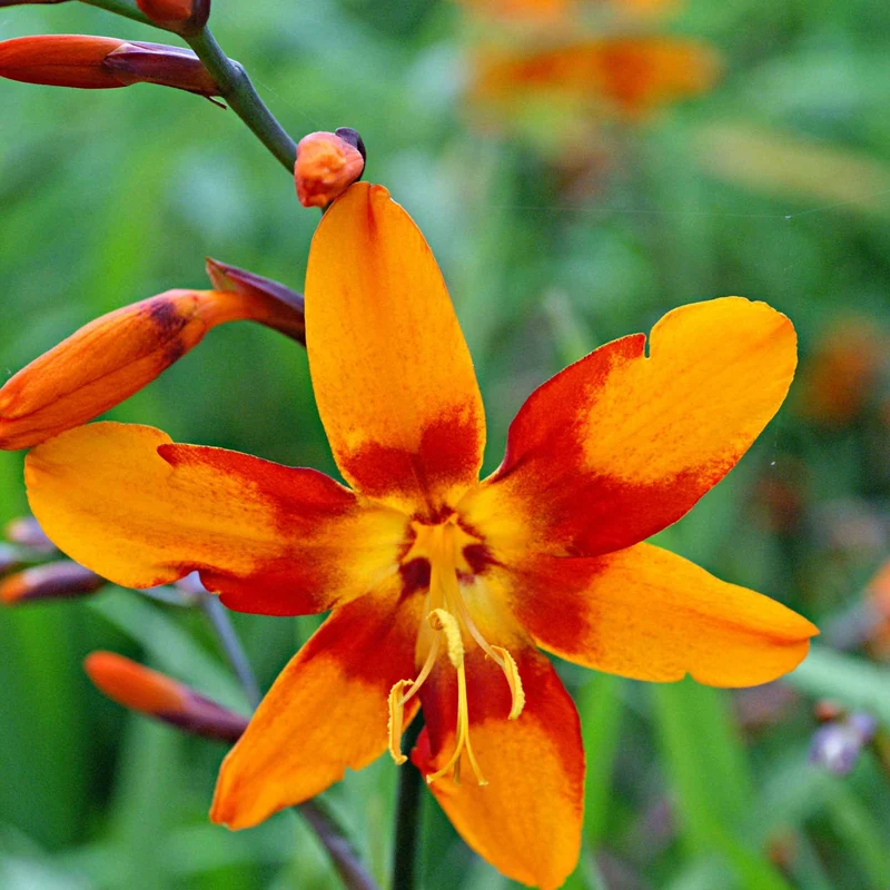 Crocosmias Emily Mckenzie