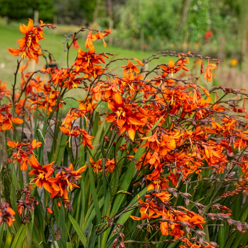 Crocosmias Emily Mckenzie
