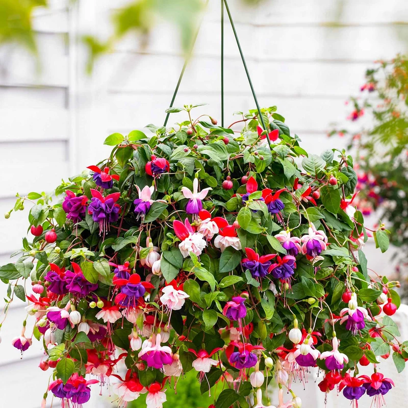 3 Fuchsias Blue Angel, Dark Eyes, Swingtime en mélange
