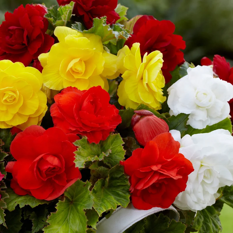 24 Bégonias tubéreux doubles en mélange