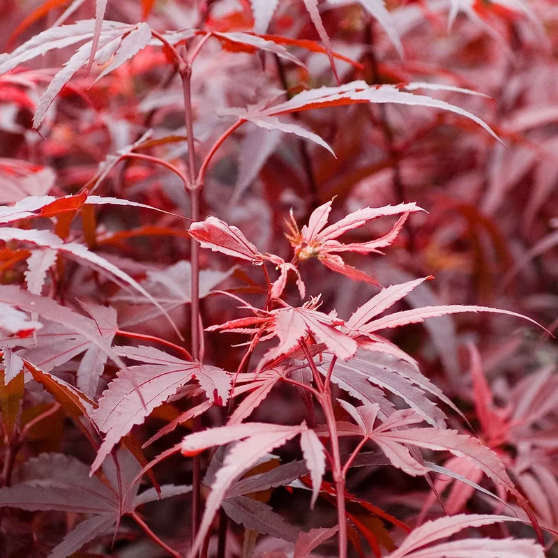 Erable du Japon Shaina