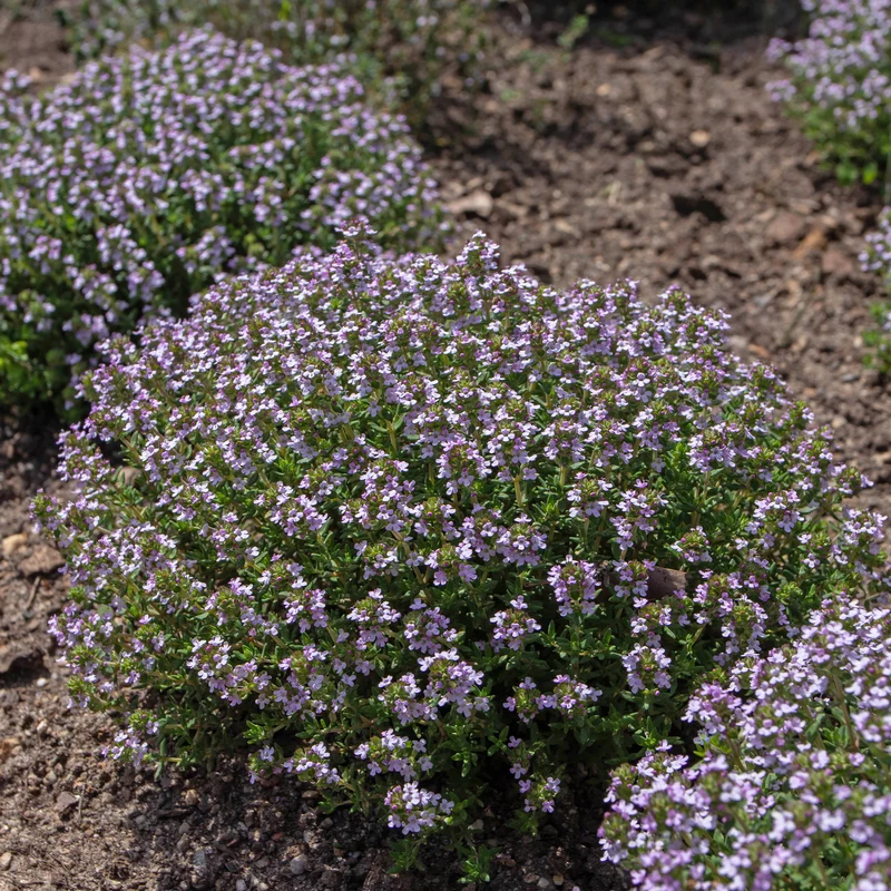Thym commun Compactus Thym nain