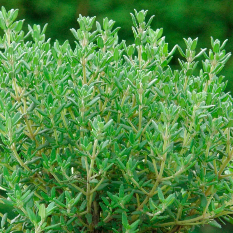 Thym commun Compactus Thym nain
