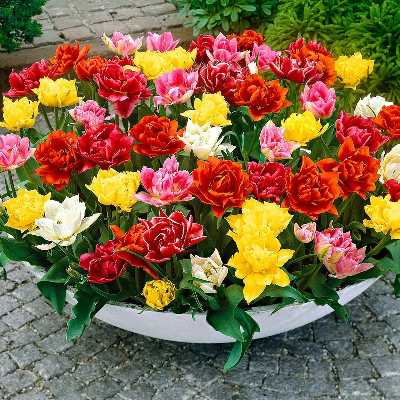 20 Tulipes doubles Murillo en mélange