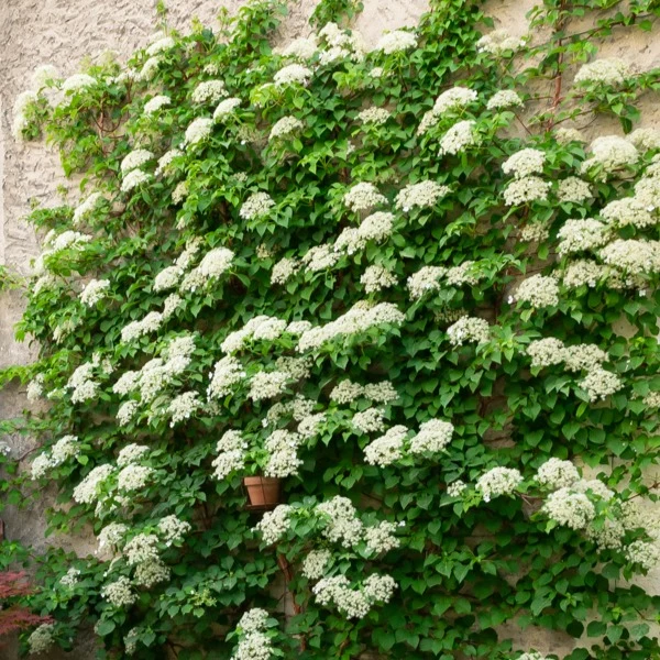 Hortensia grimpant