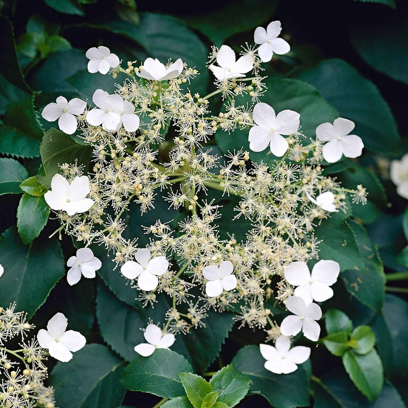 Hortensia grimpant