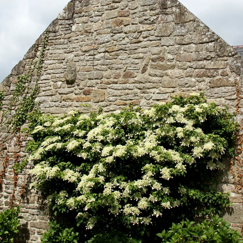 Hortensia grimpant