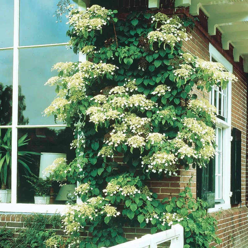 Hortensia grimpant