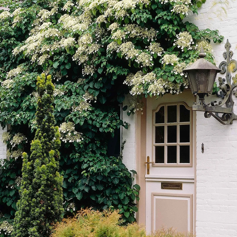 Hortensia grimpant