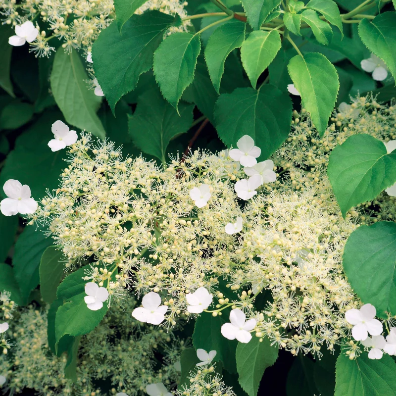 Hortensia grimpant