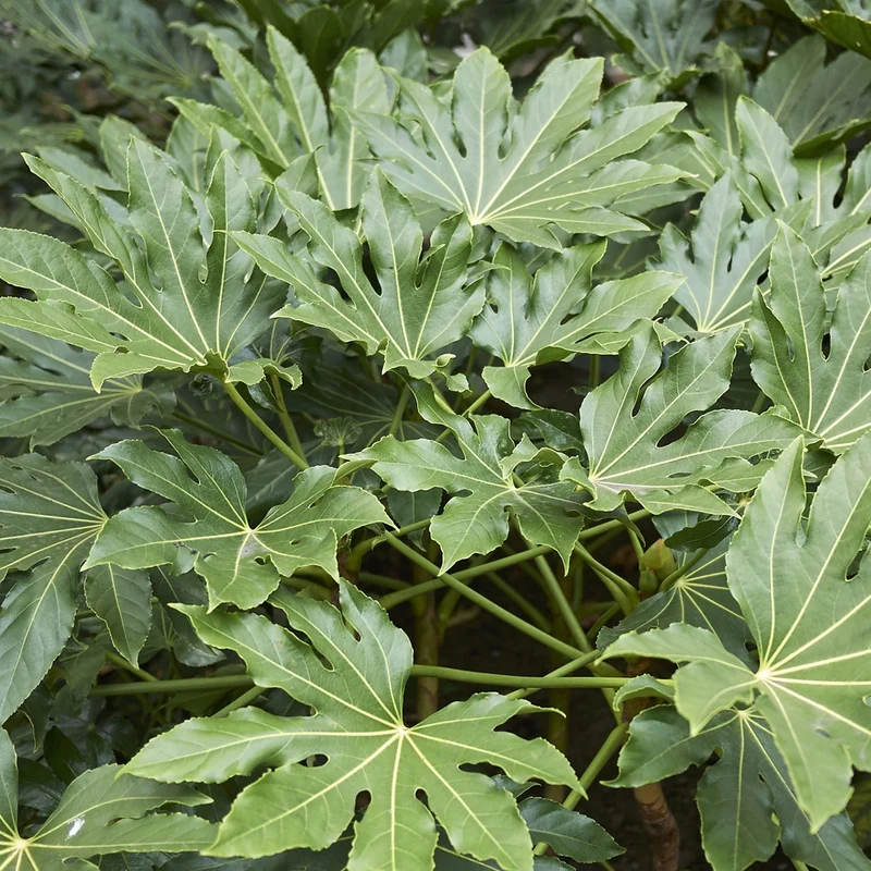 Fatsia du Japon
