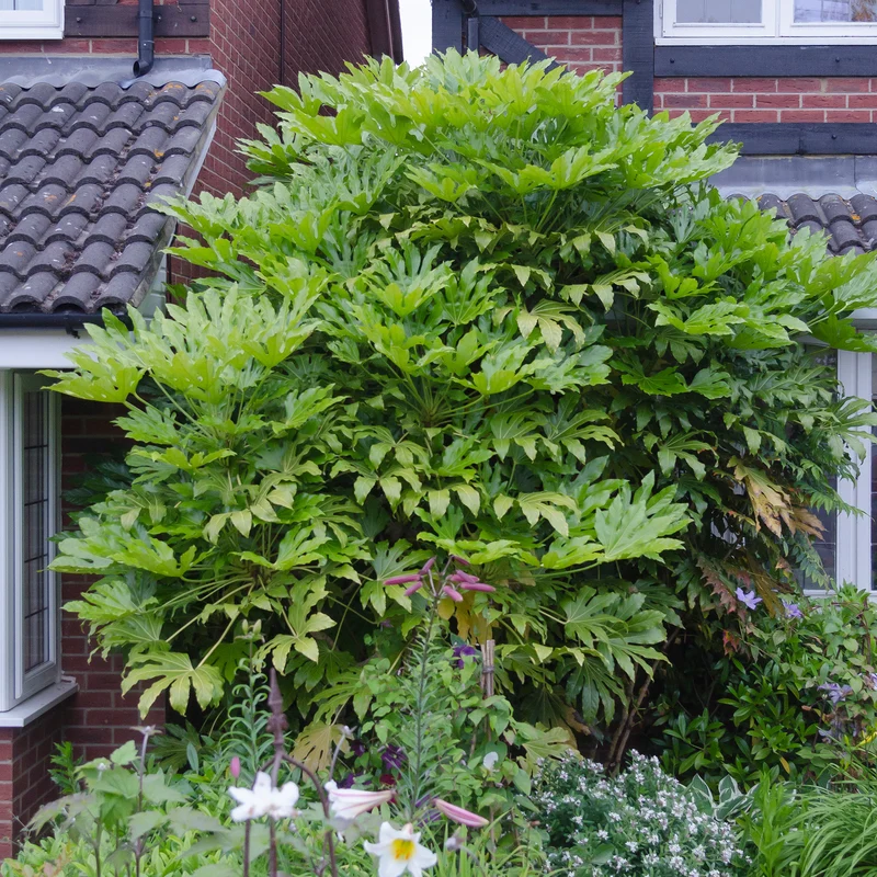 Fatsia du Japon