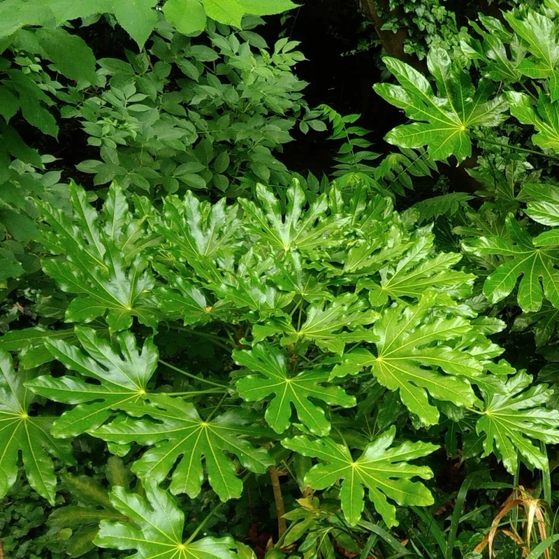 Fatsia du Japon