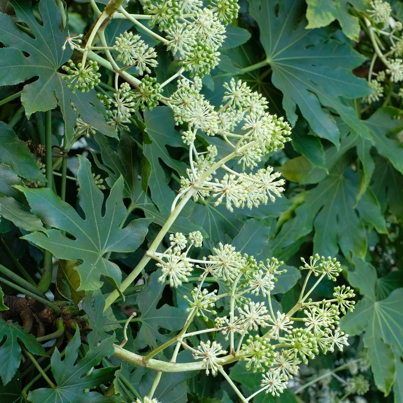 Fatsia du Japon