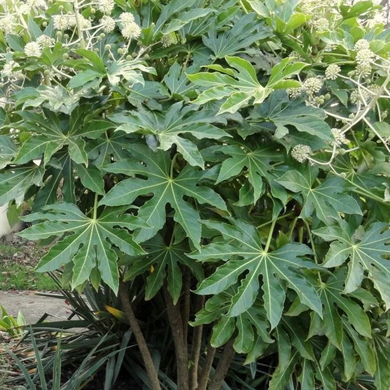 Fatsia du Japon